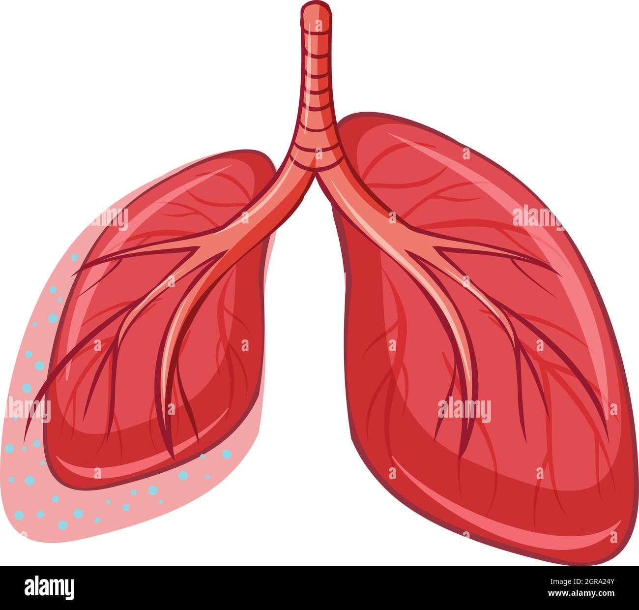 Human Lung on White Background Stock Vector Image & Art - Alamy