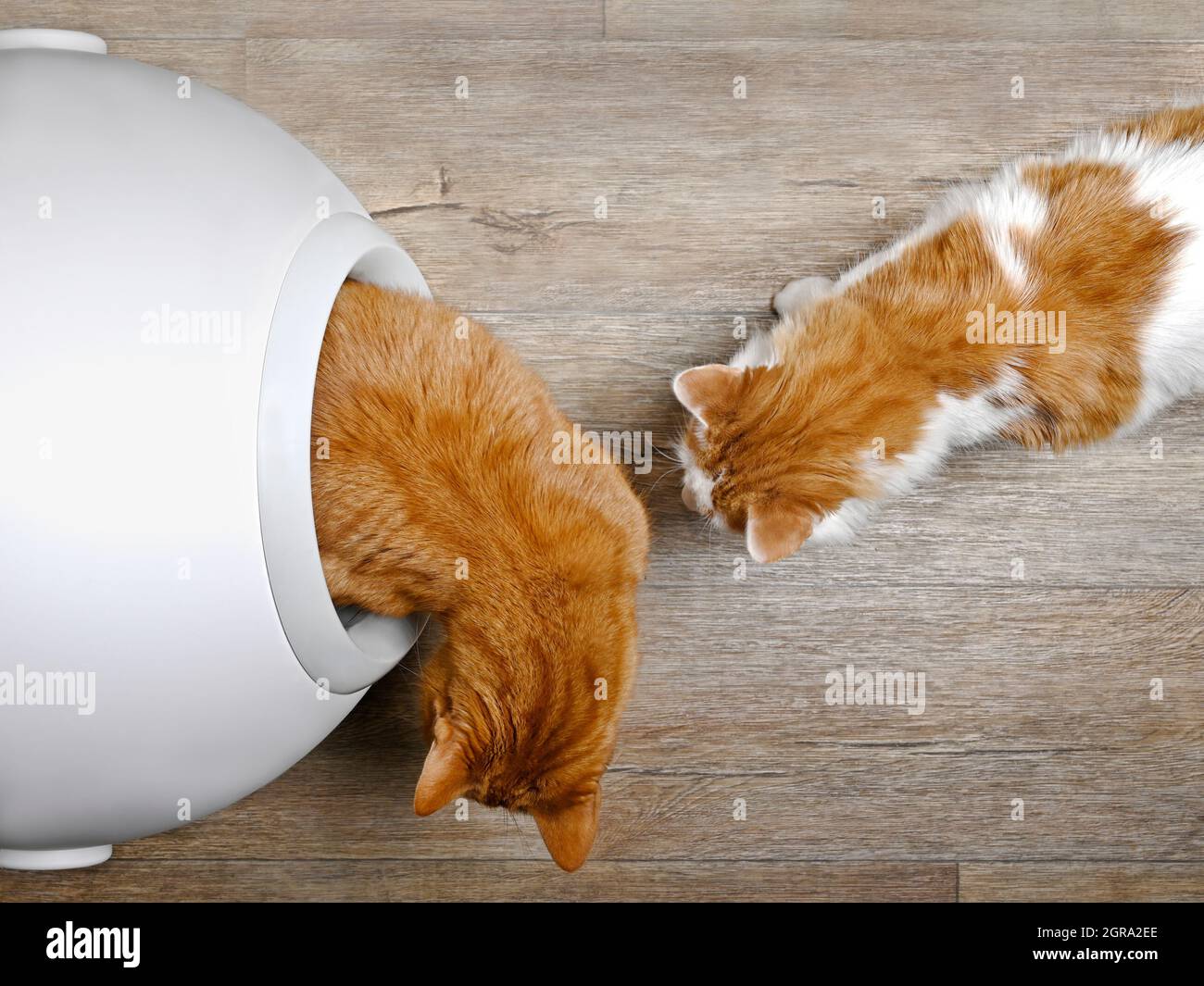 Two Cats Using A Closed Litter Box, Seen Directly From Above Stock