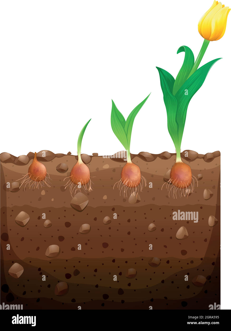 Tulip flower growing underground Stock Vector Image & Art Alamy