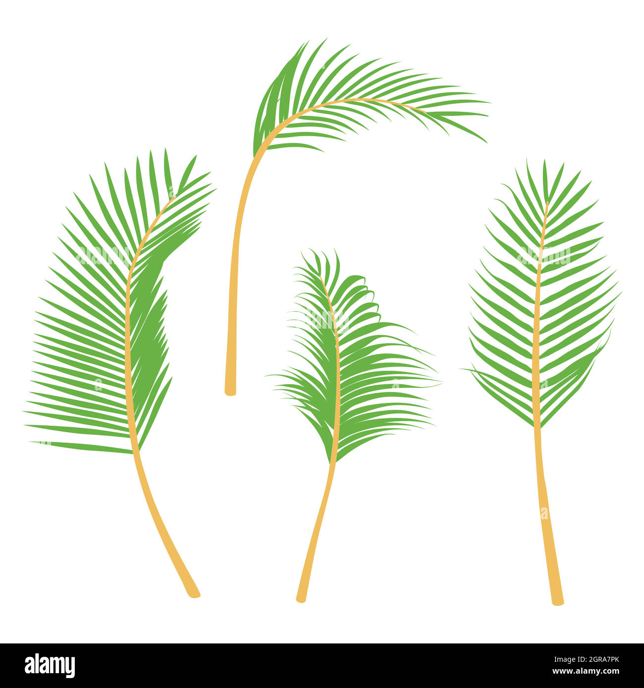 Vector palm leaf. Green bangalow palm leaves collection isolated on white background Stock Vector