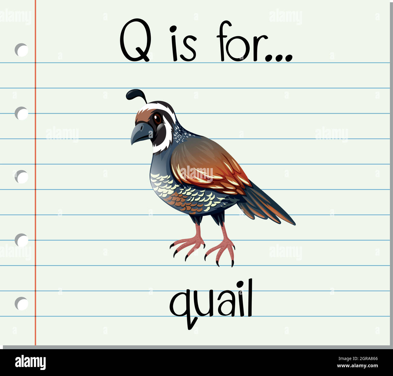 Flashcard letter Q is for quail Stock Vector