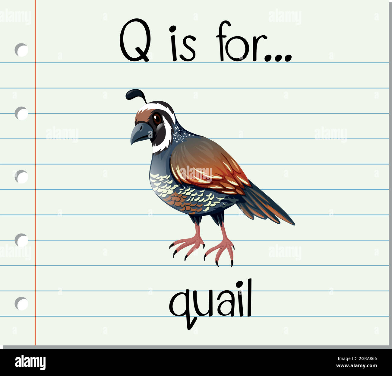 Flashcard letter Q is for quail Stock Vector Image & Art - Alamy