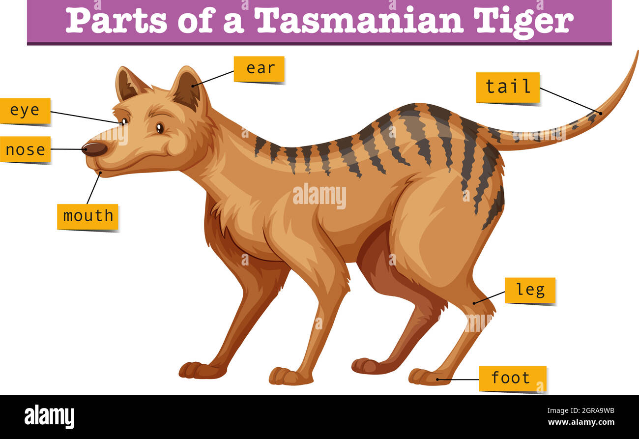 Diagram showing parts of tasmanian tiger Stock Vector