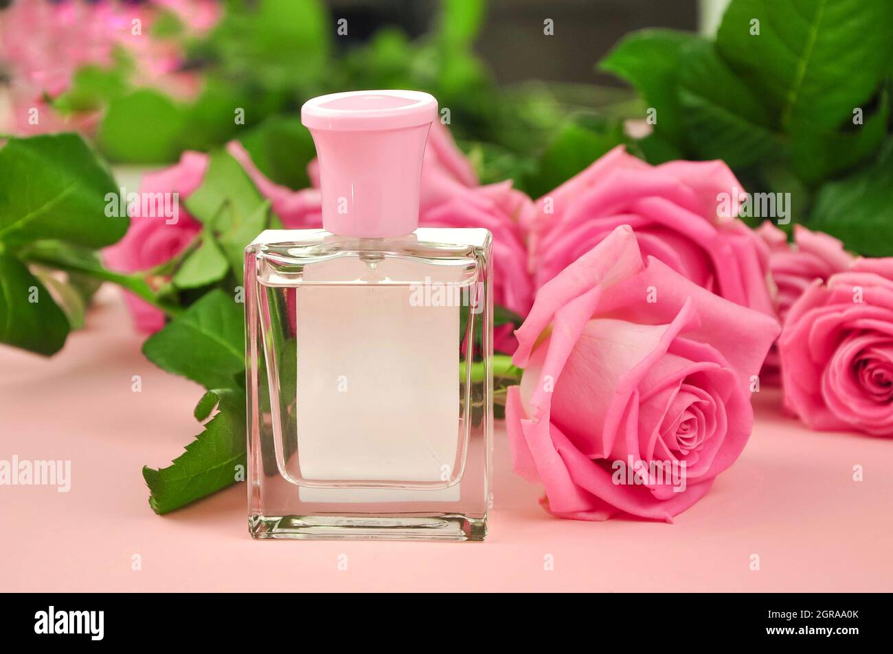 Rose perfume on pink background with fresh flowers for woman . High quality photo Stock Photo