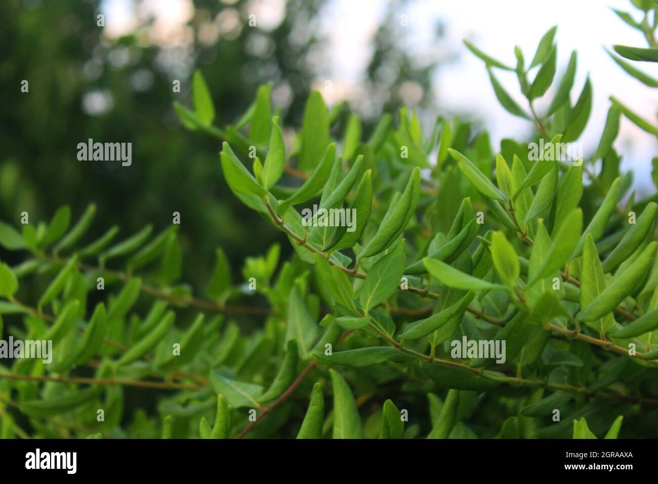 Jasmine plant hires stock photography and images Alamy