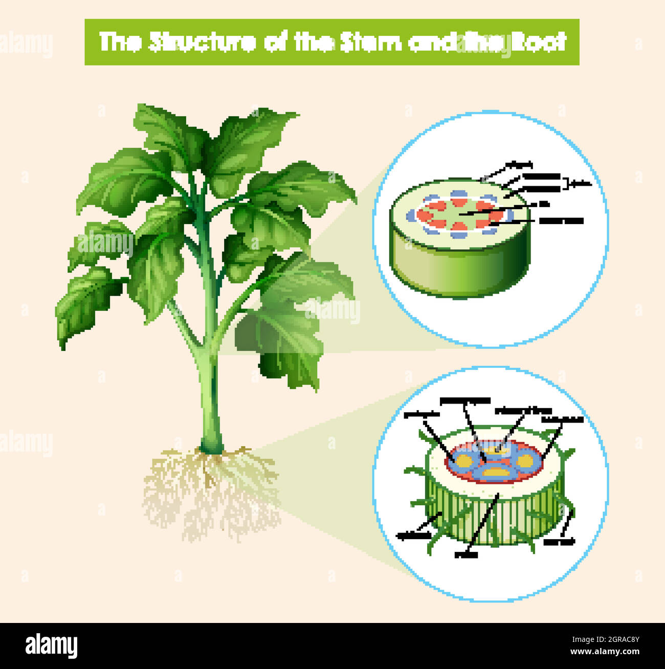 Diagram showing structure of stem and root Stock Vector Image & Art - Alamy