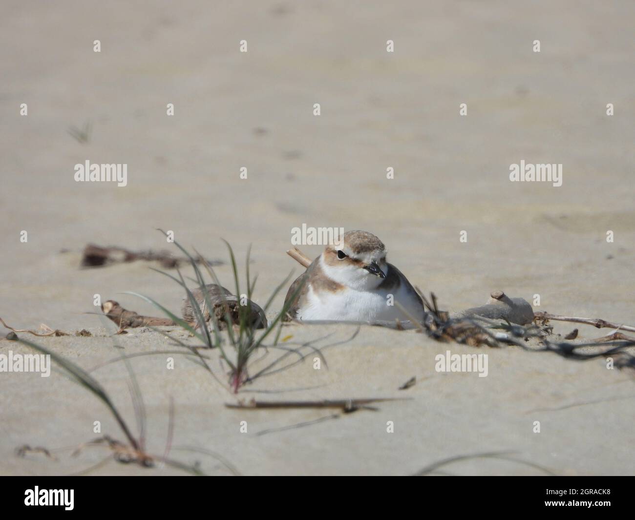 Plower plant hi-res stock photography and images - Alamy