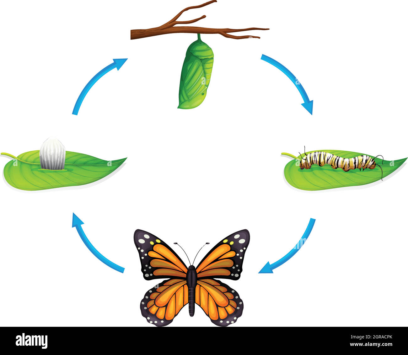 Life cycle - Danaus plexippus Stock Vector