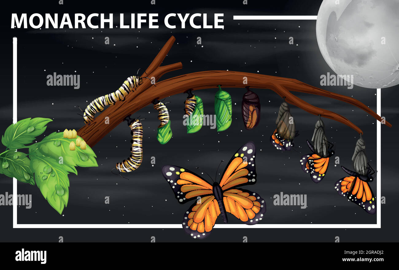 Monarch life cycle diagram Stock Vector Image & Art Alamy
