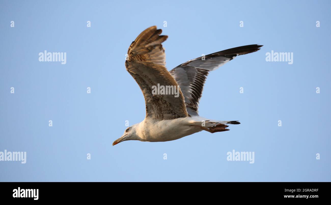 Big Seagull Of Laridae Family Bird With Opened Wings Flying Lonely In The Blue Sky Stock Photo