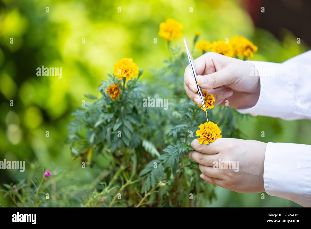 Close Up Hand Pollination Marigold Flowers With Dropper Stock Photo