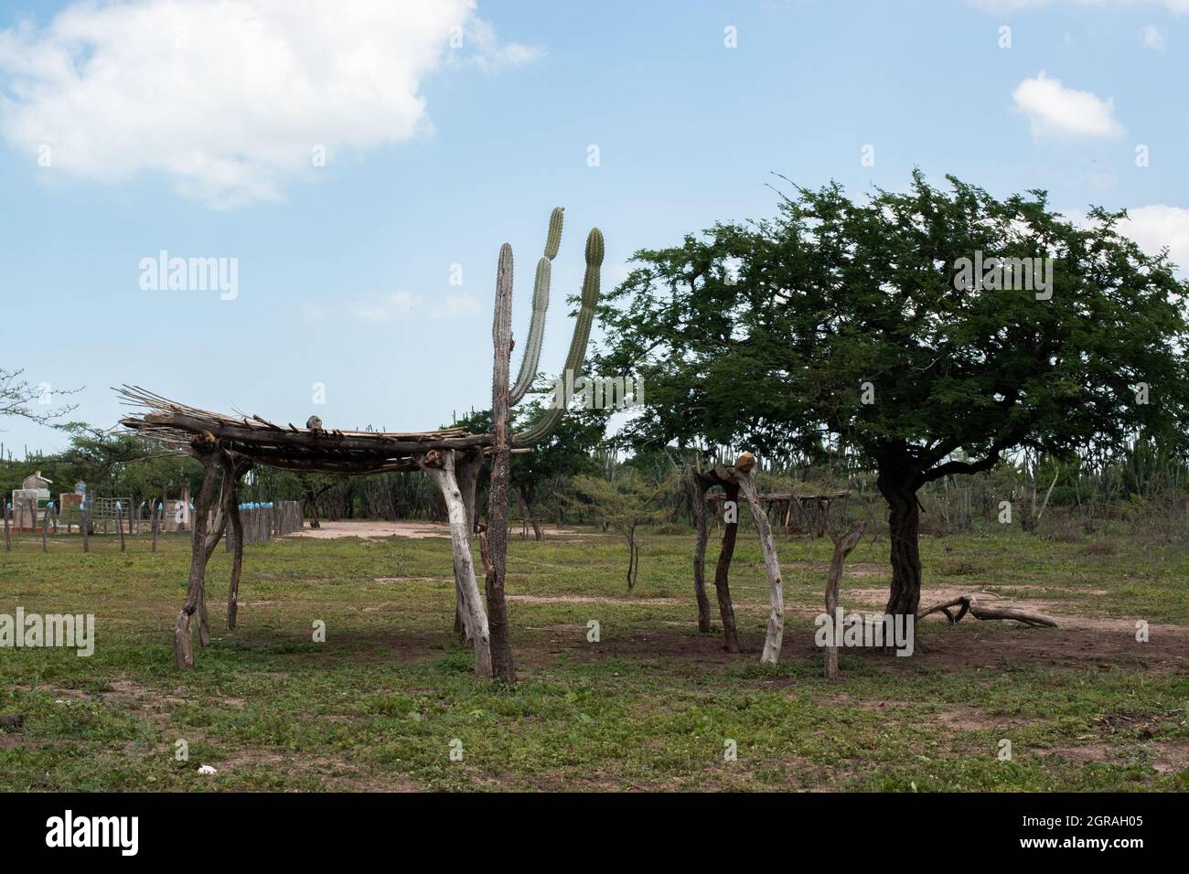 Mayapo, Colombia. 26th Sep, 2021. A view of a hut beside a tree built with a cactus tree during a Humanitarian Mission developed by 'De Corazon Guajira' in Mayapo at La Guajira - Colombia were they visited the Wayuu indigenous communities 'Pactalia, Poromana, Perrohuila' on September 26, 2021. The Guajira region in Colombia is the poorest region in Colombia, with its people commongly living without drinkable water, electricity and food. Credit: Long Visual Press/Alamy Live News Stock Photo