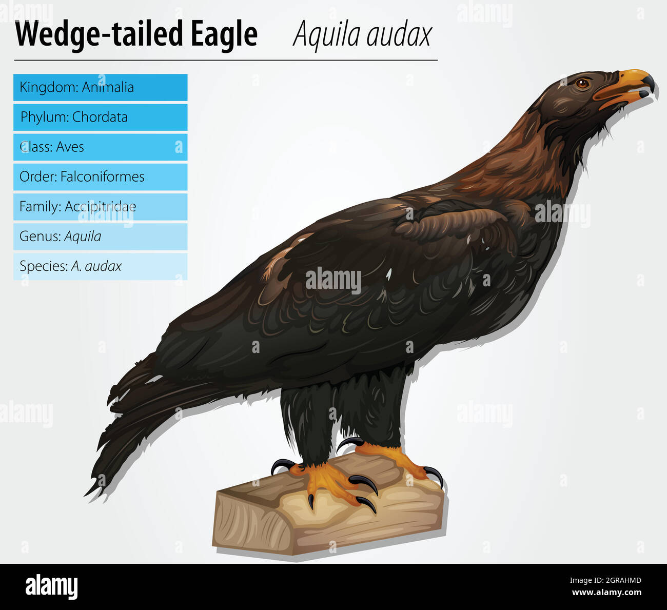 Wedge tail Stock Vector Images - Alamy