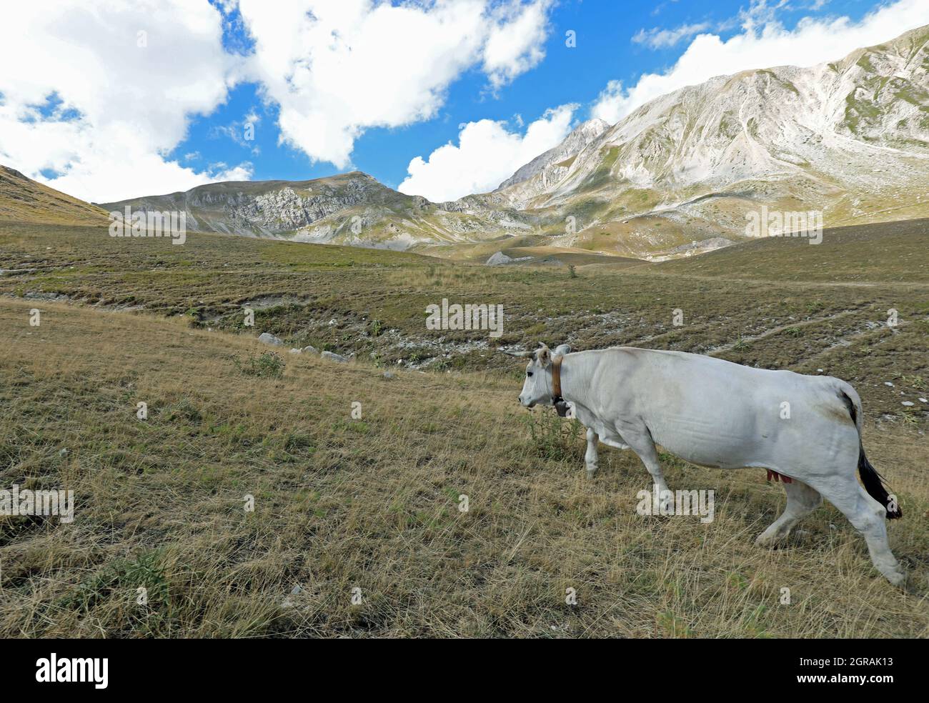 Big Fat White Cow Grazing On High Mountain Meadows In Summer Stock Photo