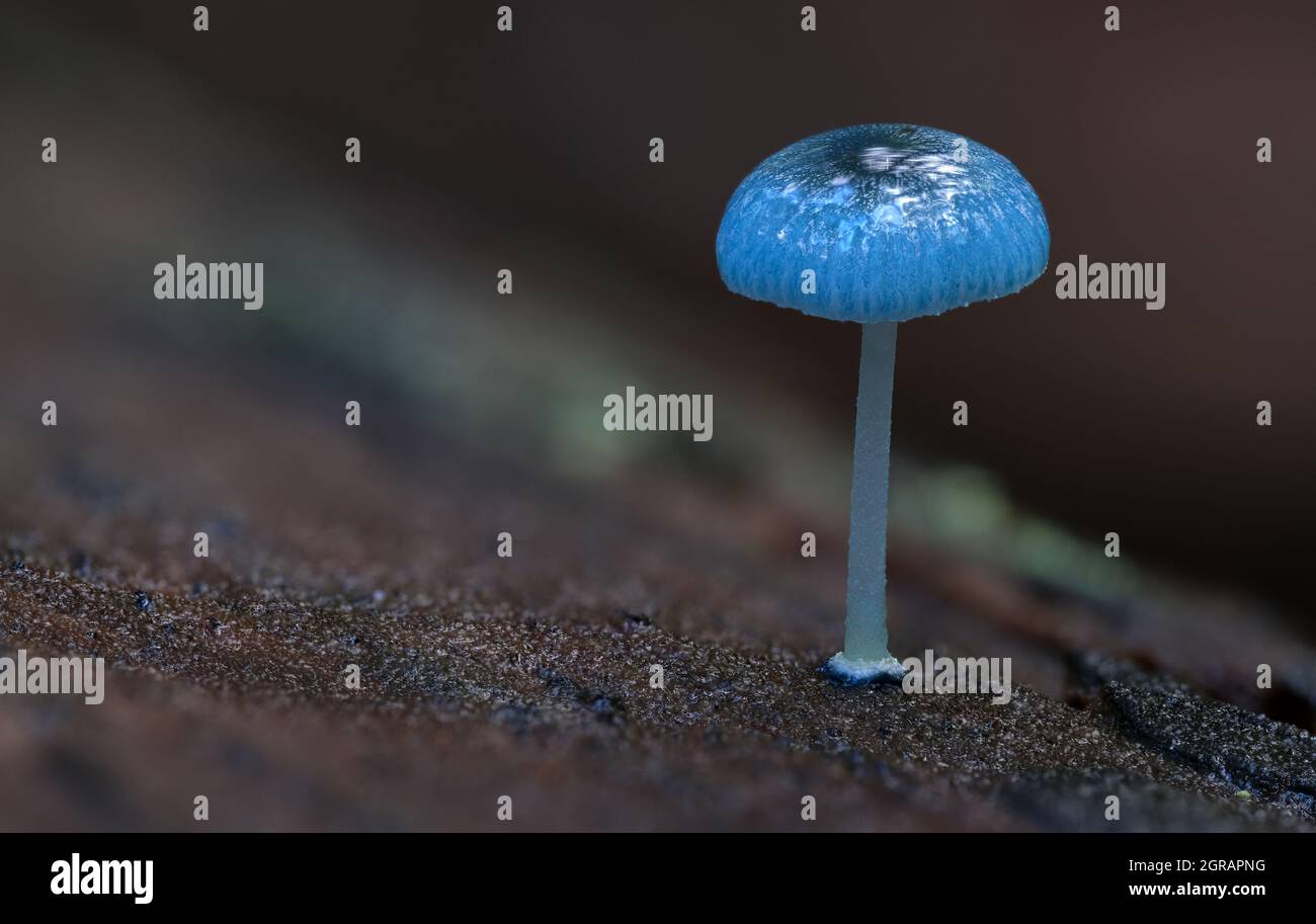 Close-up Of Blue Pixie's Parasol Mycena Interrupta Fungi Growing On Log  Stock Photo - Alamy
