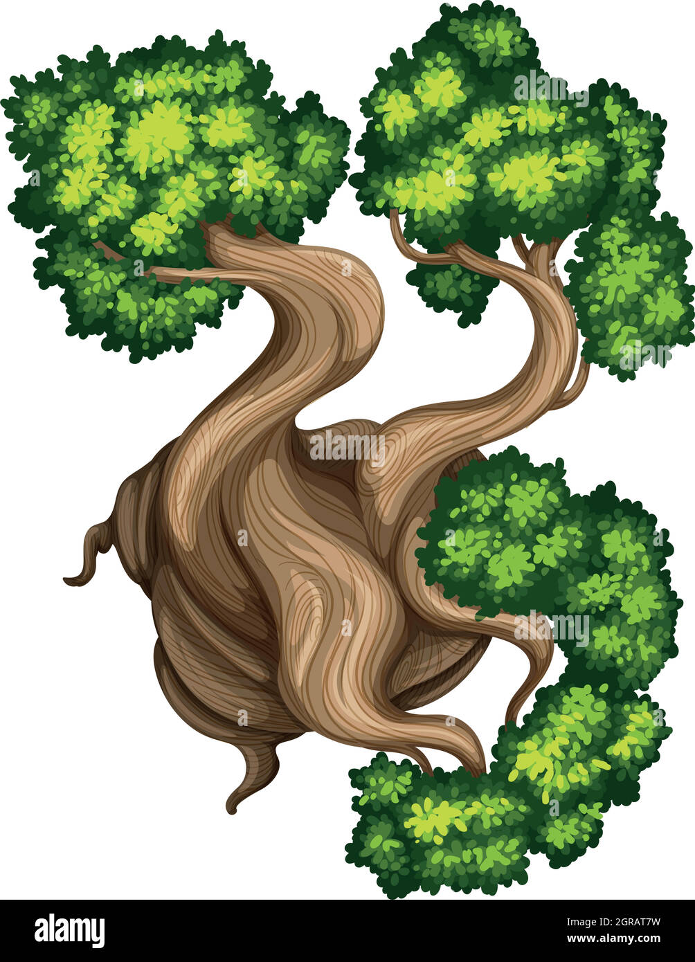 A topview of a bristlecone pine tree Stock Vector
