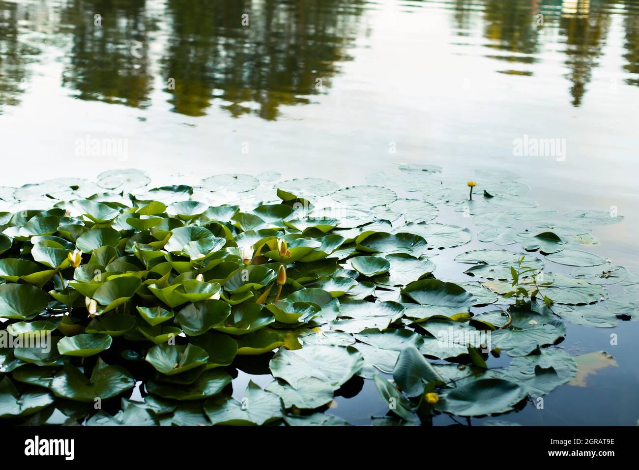 Green leaves of water lilies in the pond Stock Photo