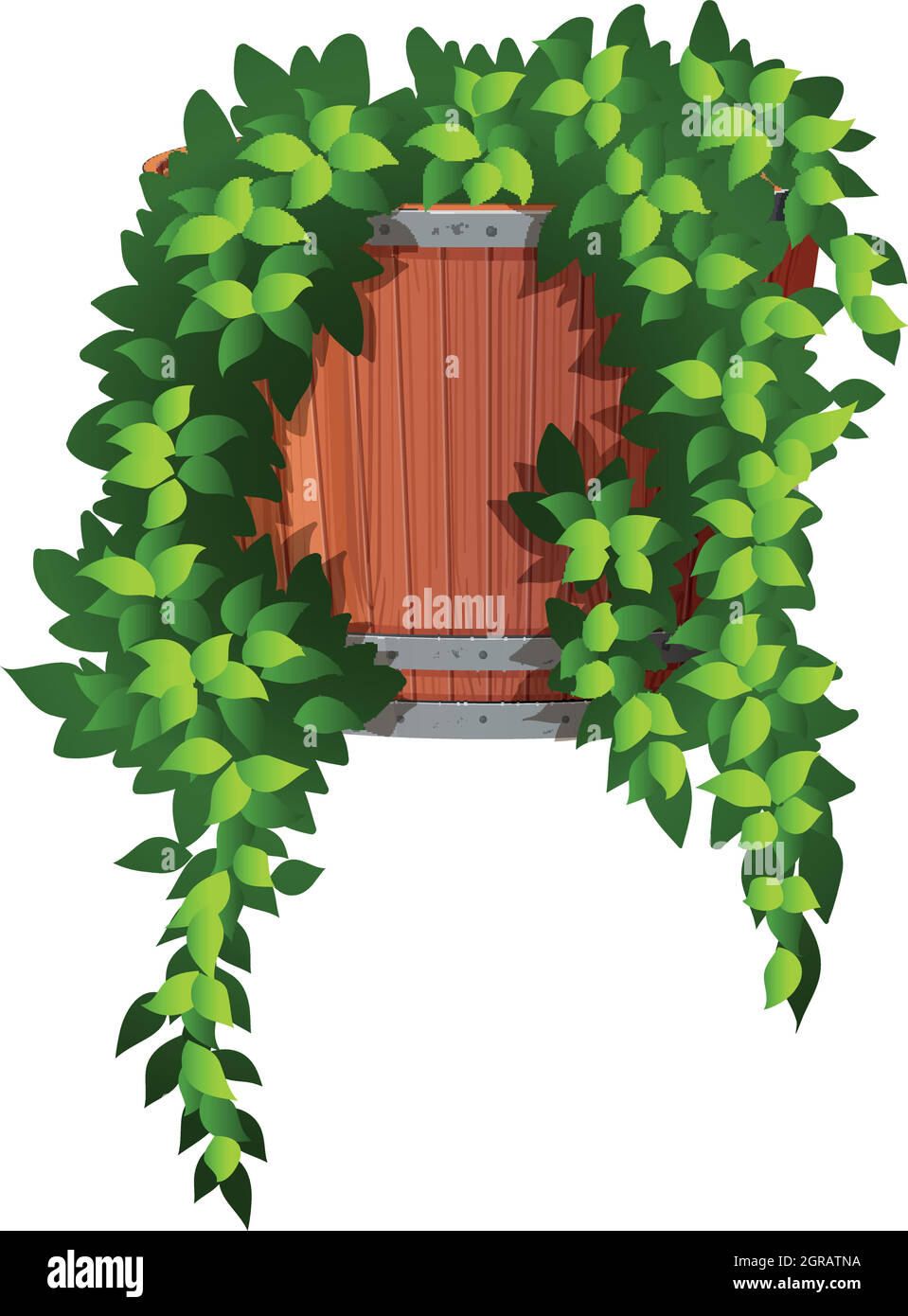 Ivy vine illustration hires stock photography and images Alamy