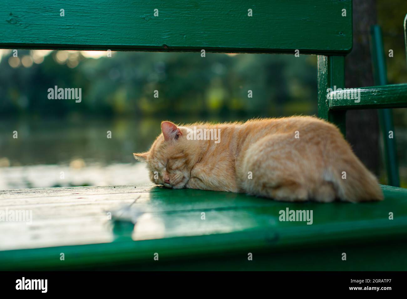 A cat sleeps on a green bench in the village Stock Photo - Alamy