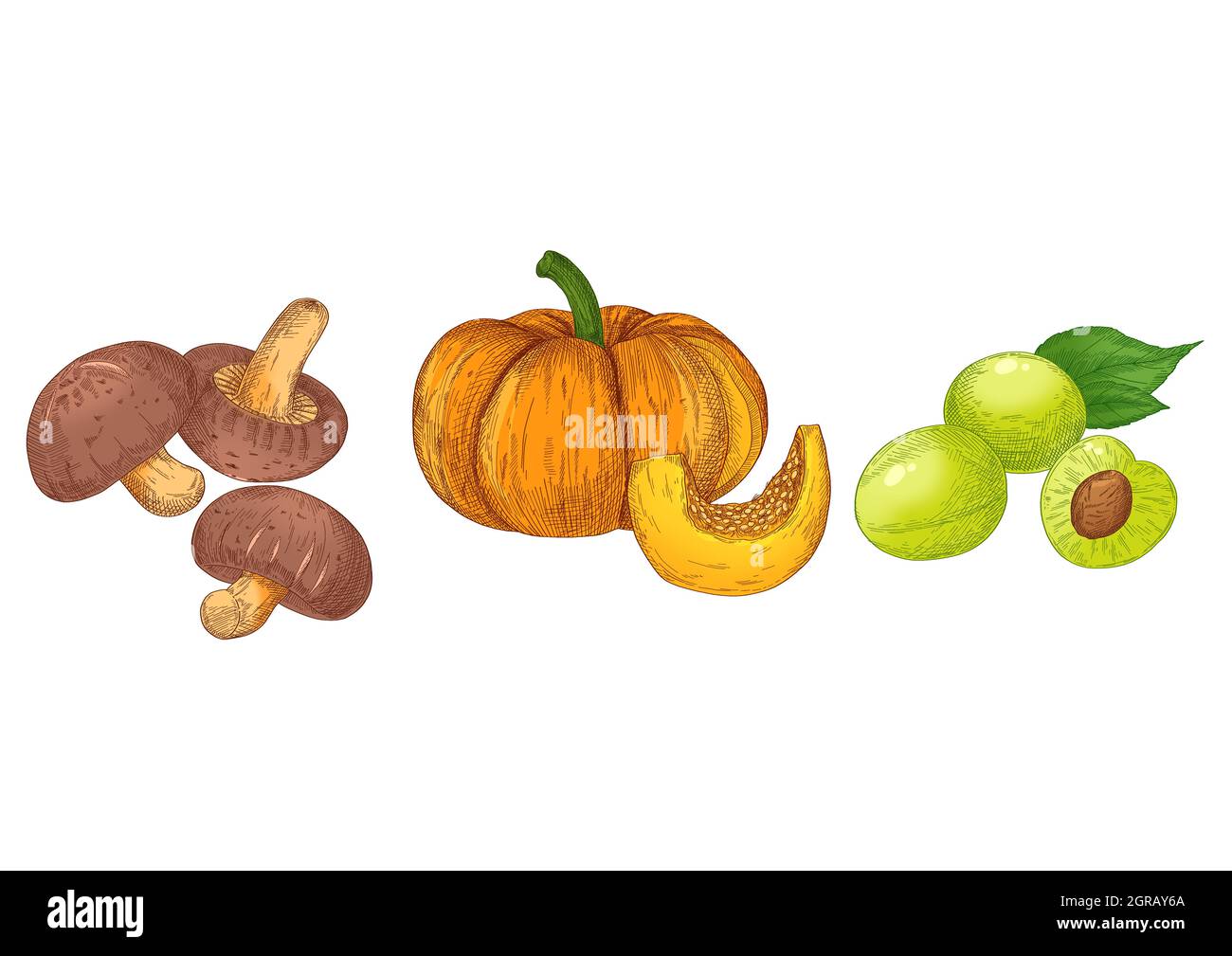 vegetable drawing of oak mushroom, old pumpkin and plum Stock Photo Alamy