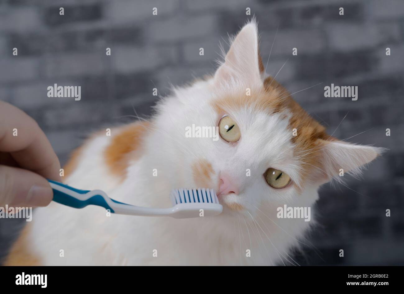 Cute Longhair Cat Getting Her Teeth Brushed By Her Owner Stock Photo
