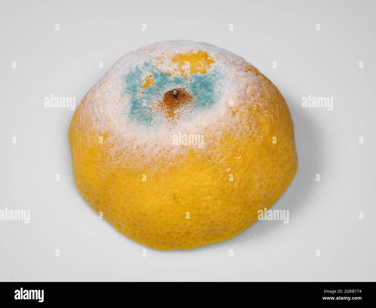 Lemon isolated on white background. It is decayed and covered with blue ...