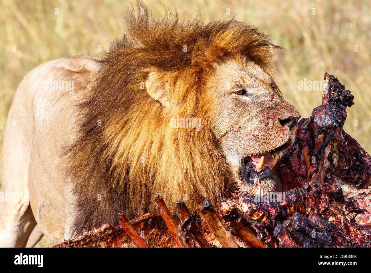 Male Lion Guarding His Kill On The Savannah Stock Photo - Alamy