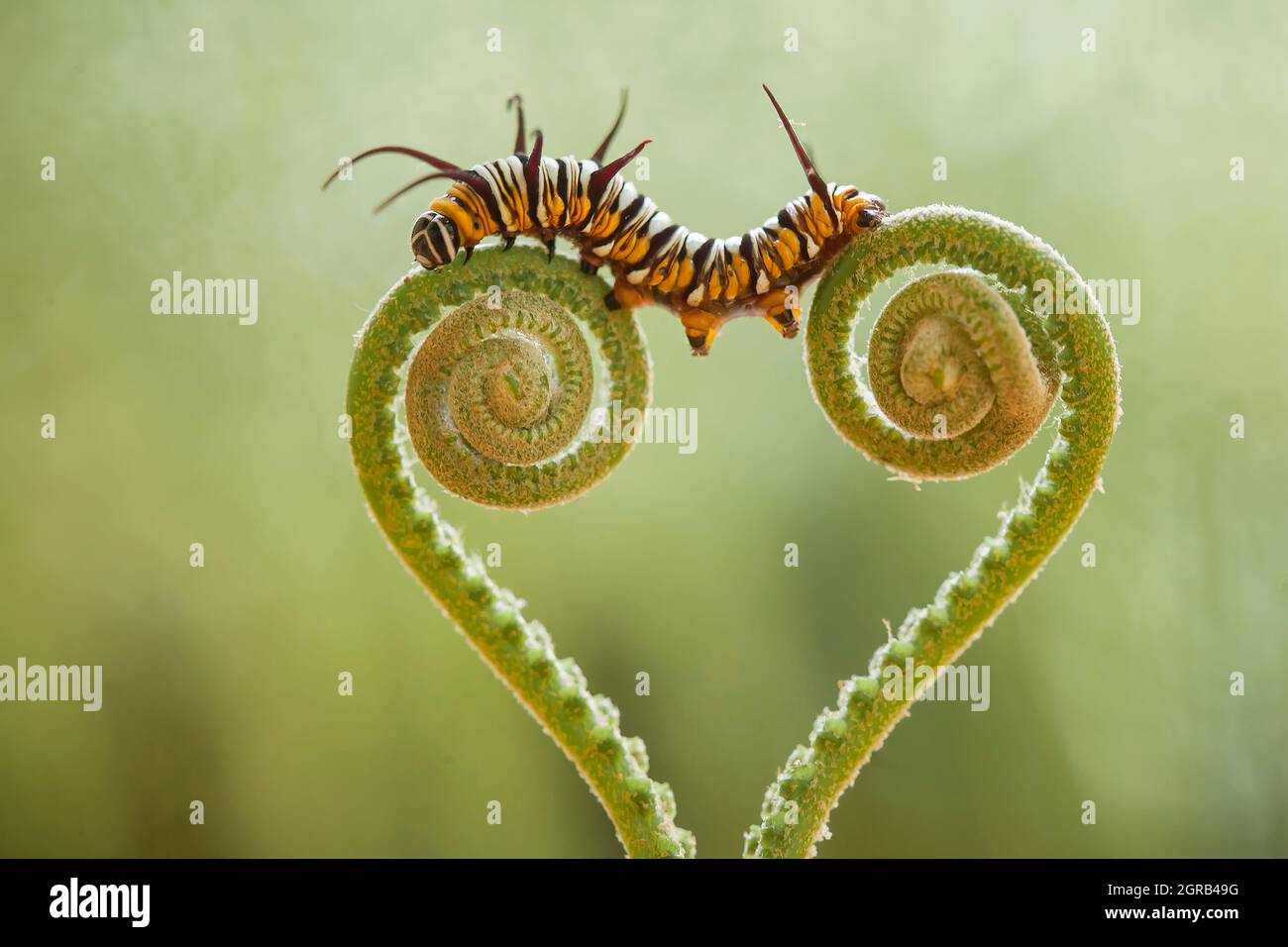 Beautiful Caterpillar On Fern Stock Photo Alamy