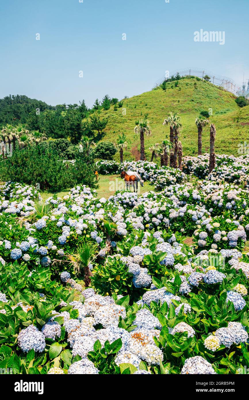 Songaksan Mountain hydrangea flower field and horse in Jeju Island, Korea Stock Photo