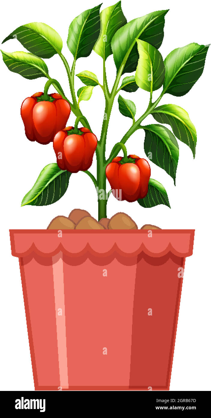 Red sweet pepper plant in red pot isolated on white background Stock