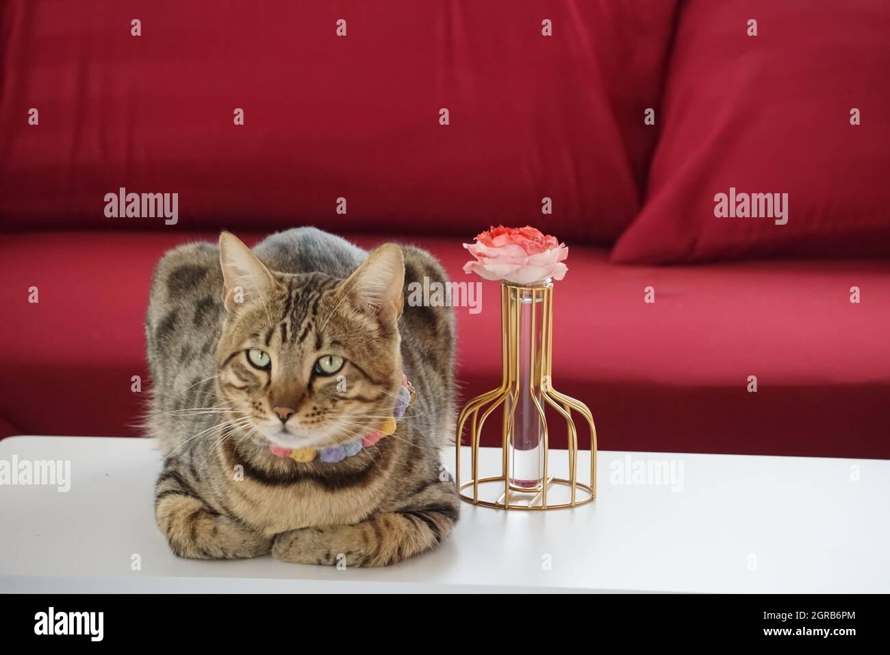 Mixed Breed Cat Sitting Next To Jar Of Rose With Dark Red Sofa As Background Stock Photo