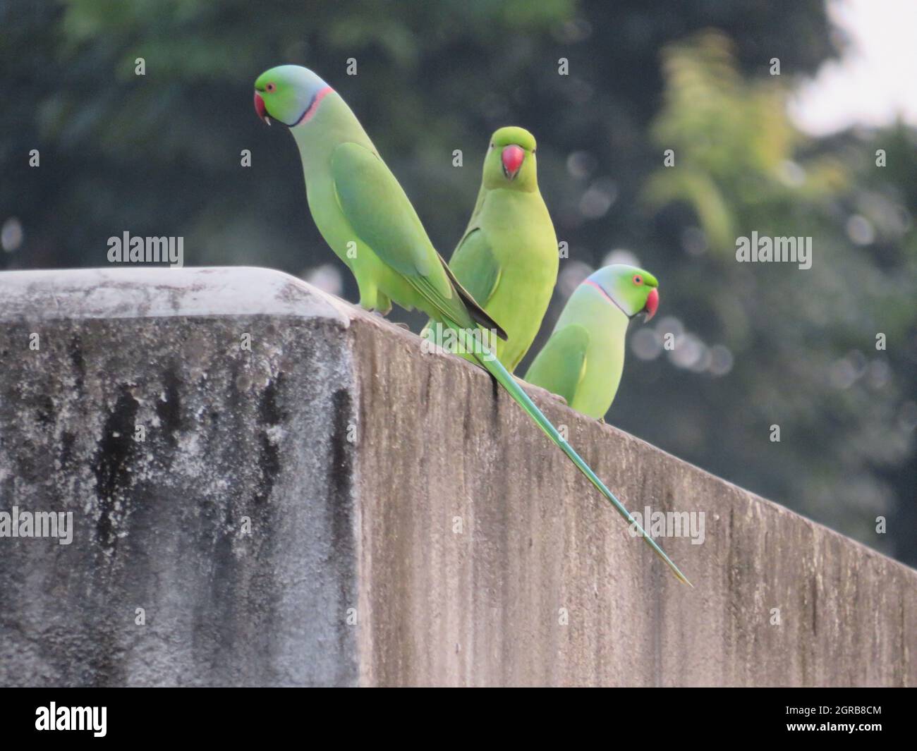 Indian Rosering Parakeet Sitting On Top Of The Roof Stock Photo - Alamy