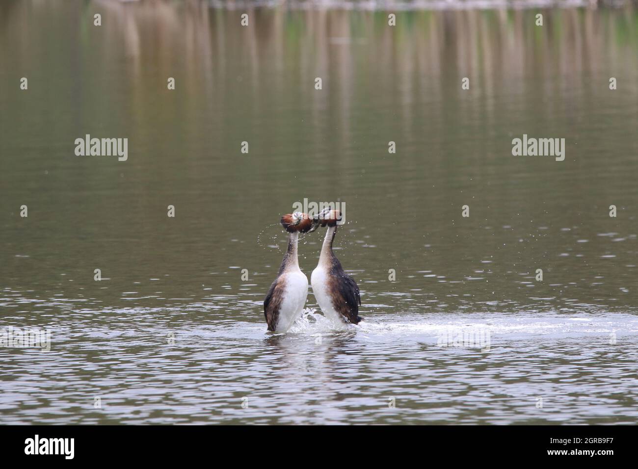 View Of Great Crested Grebes Courting Stock Photo