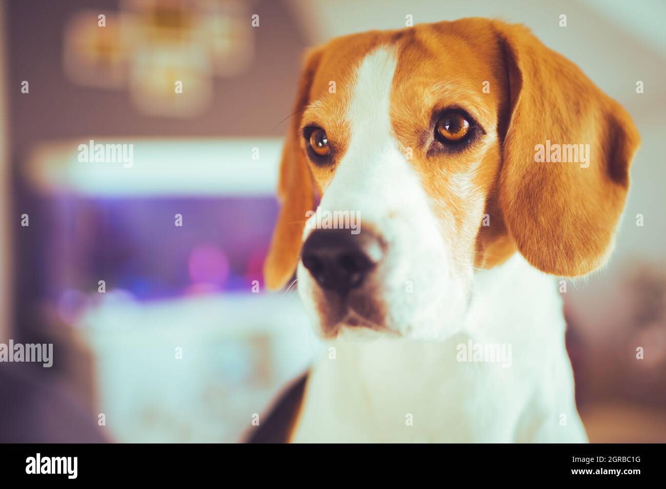 Dog Closeup Portrait On Sunny Spring Day Indoors. Beagle Dog Background  Stock Photo - Alamy