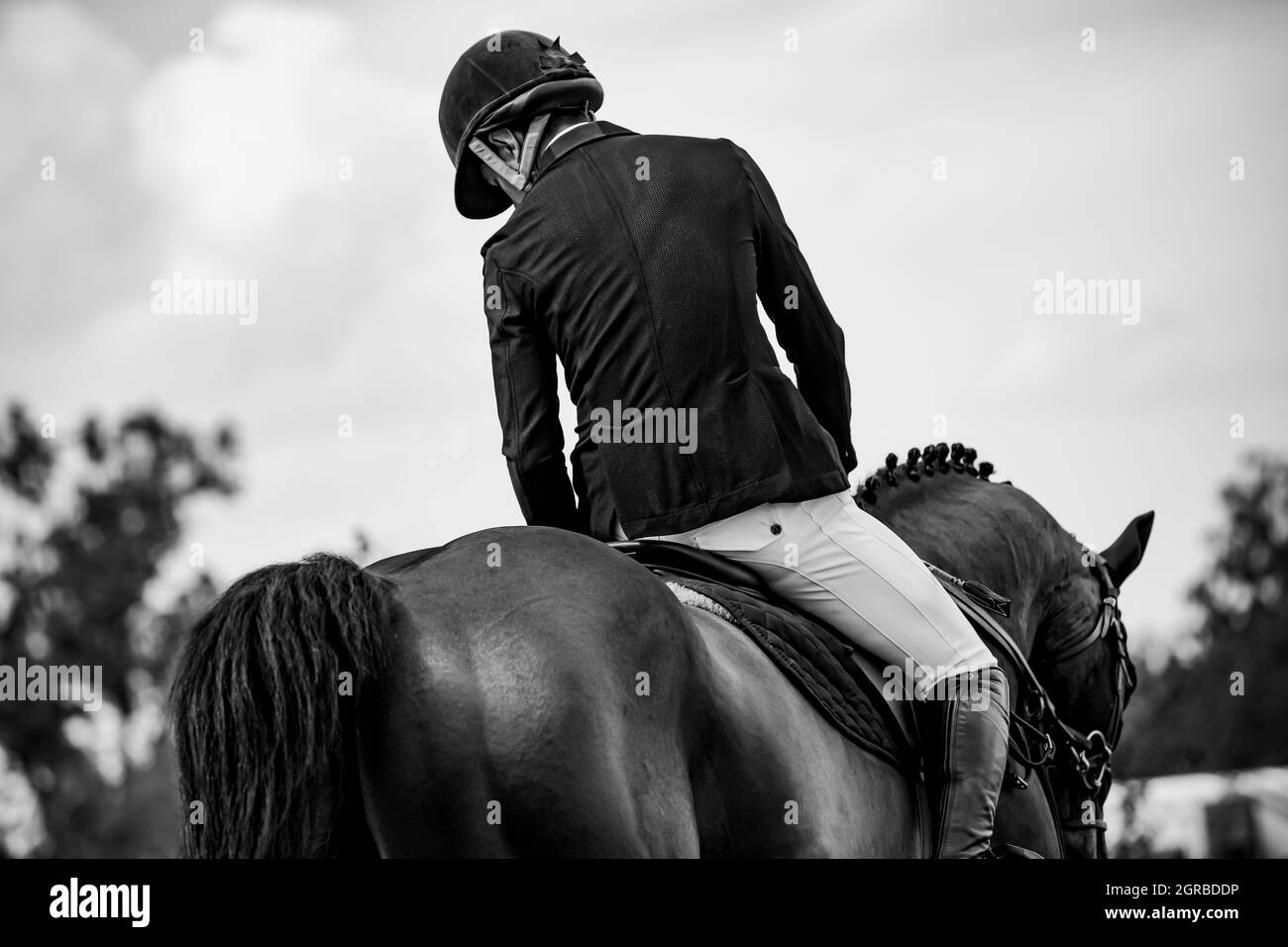 Horse Jumping, Equestrian Sports, Show Jumping Competition Themed