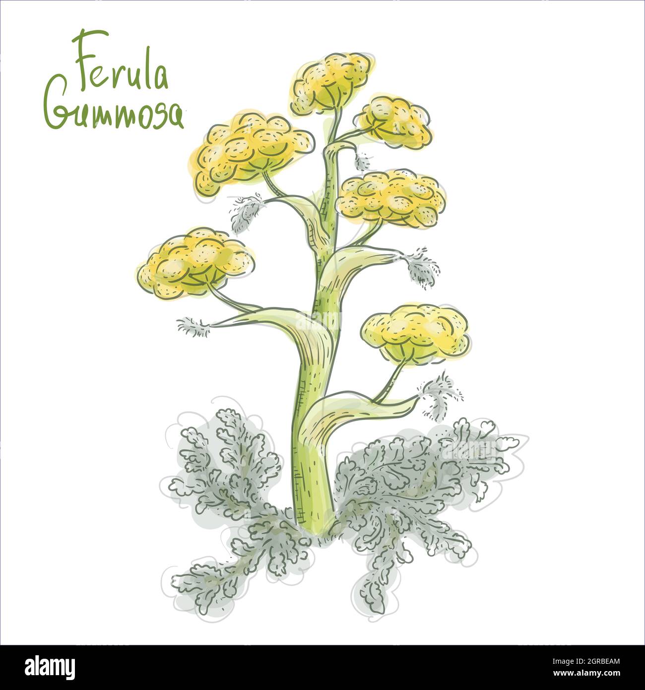 Ferula gummosa or ferula galbaniflua. Vector illustration Stock Vector