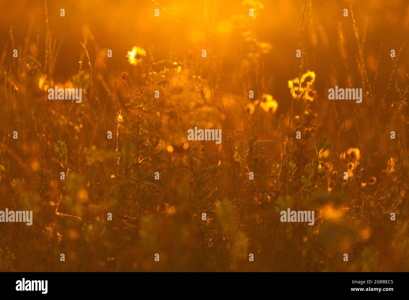 Plants in the meadow. Beautiful warm sunlight Stock Photo - Alamy