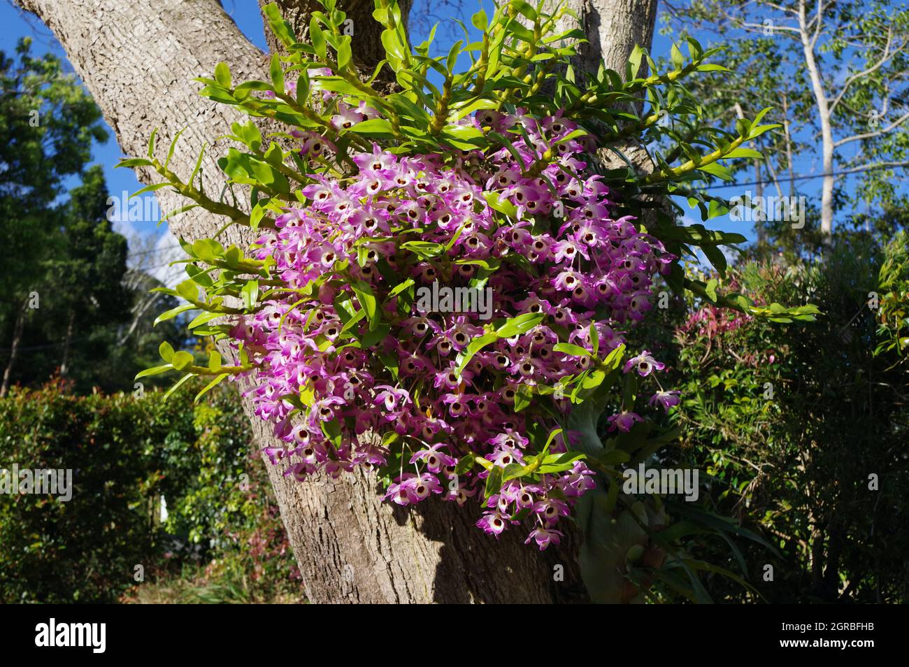 Denrobium nobile orchid in full bloom Stock Photo