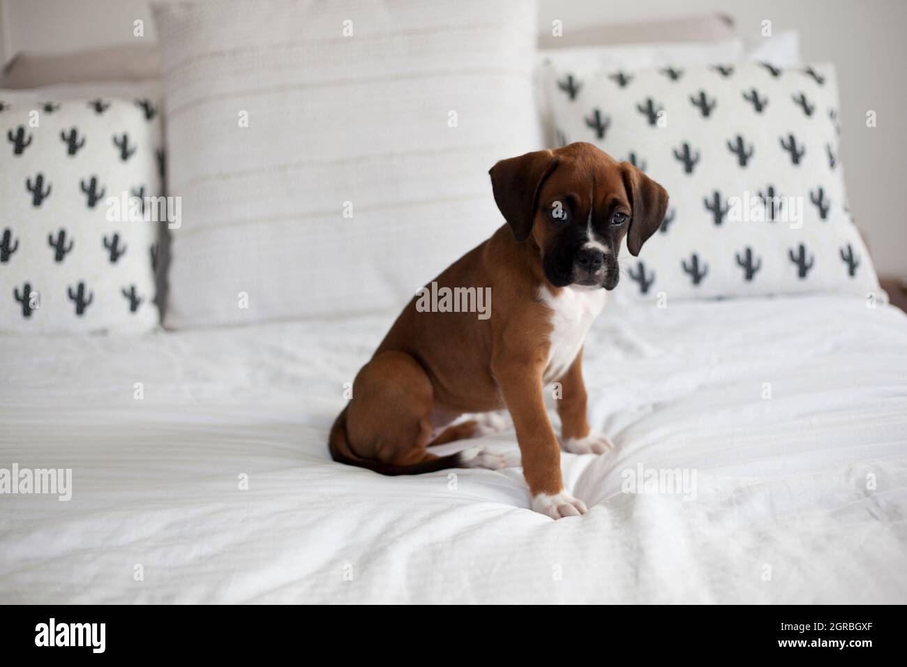 Purebred Boxer Puppy Dog Sitting On White Linen Bed Stock Photo Alamy