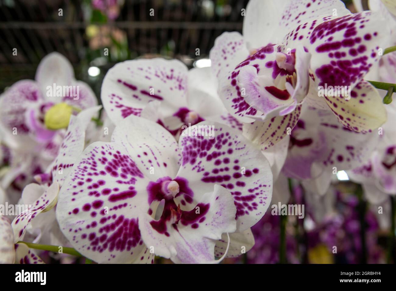 The Los Angeles Flower Market is a great place to go to buy flowers in Southern California Stock