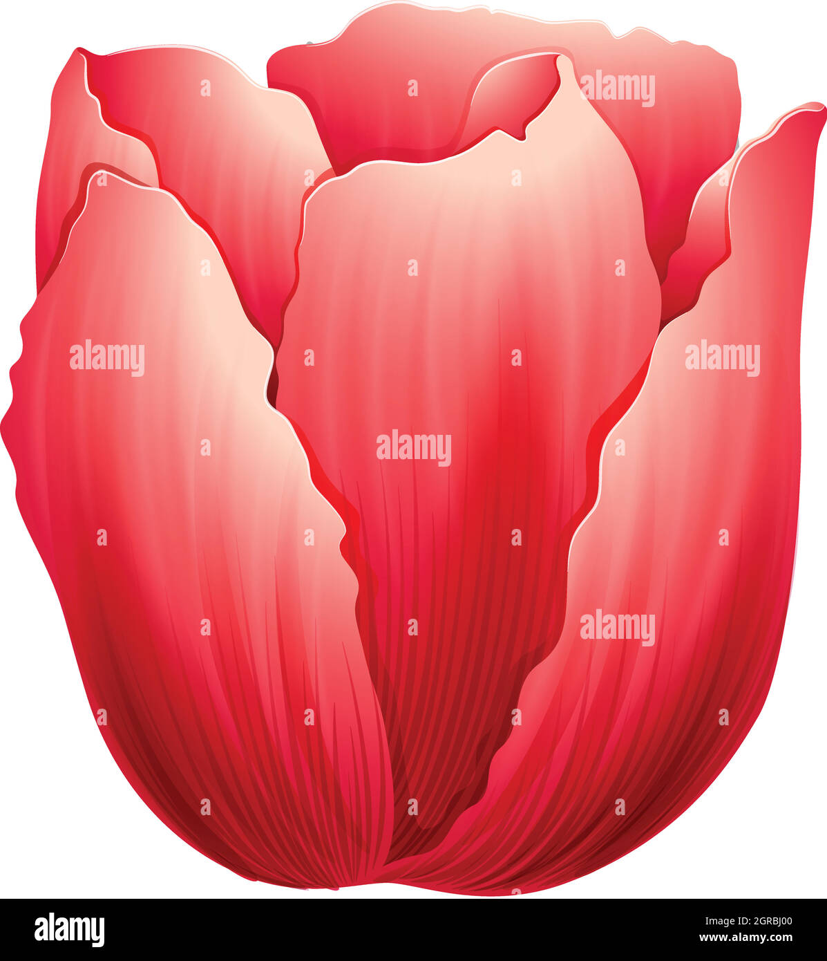 A tulip flower Stock Vector