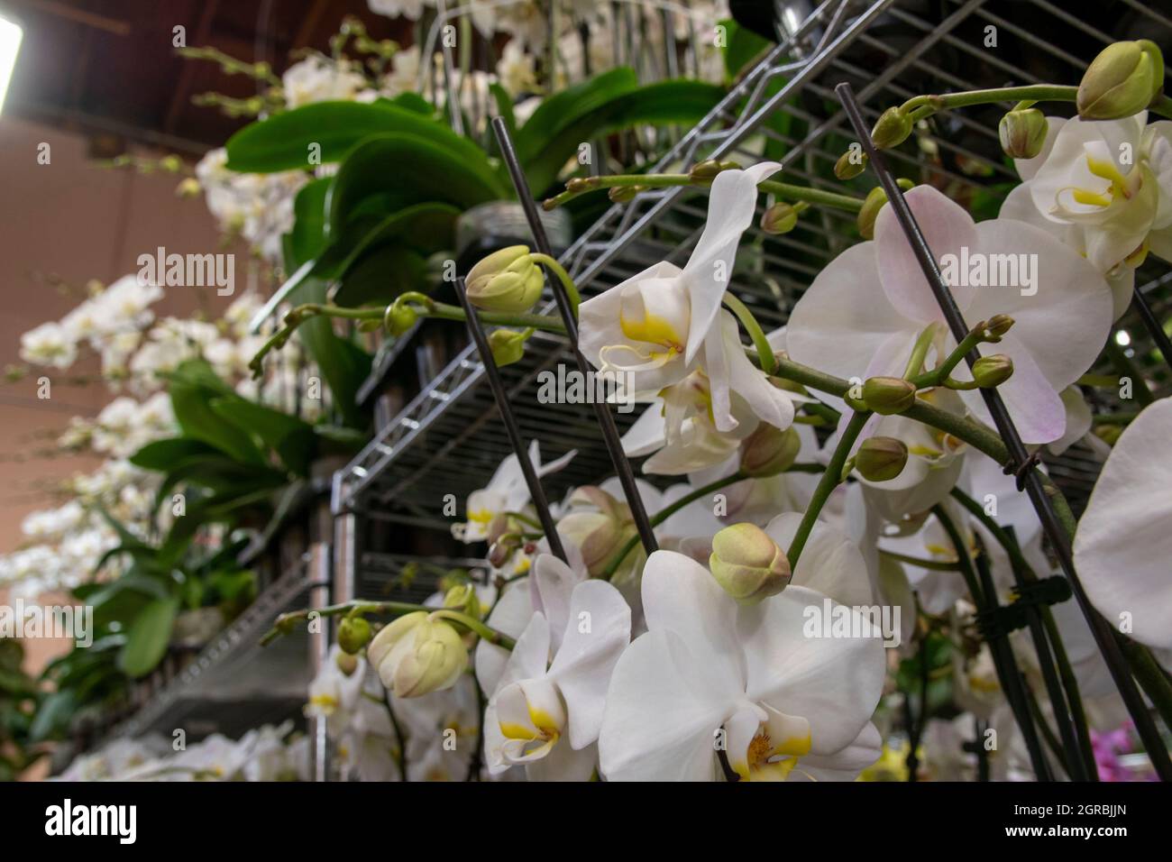 The Los Angeles Flower Market is a great place to go to buy flowers in