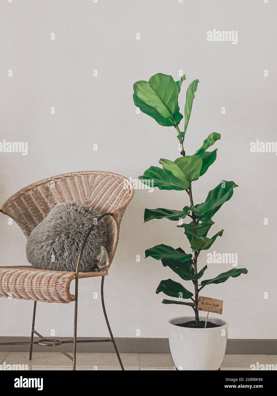 Modern Rattan Chair With Fiddle Fig Plant Stock Photo