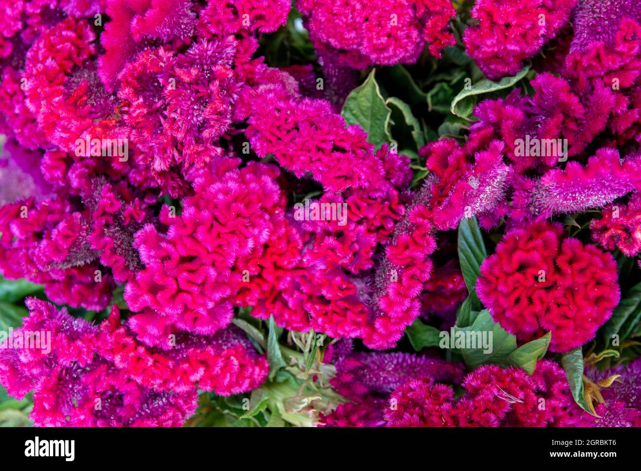 The Los Angeles Flower Market is a great place to go to buy flowers in Southern California Stock