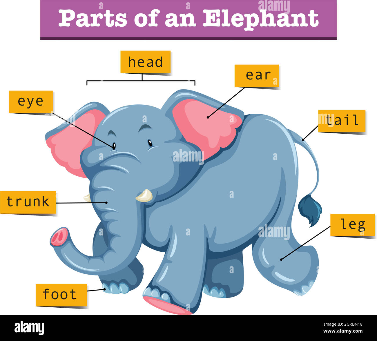 Diagram showing parts of elephant Stock Vector