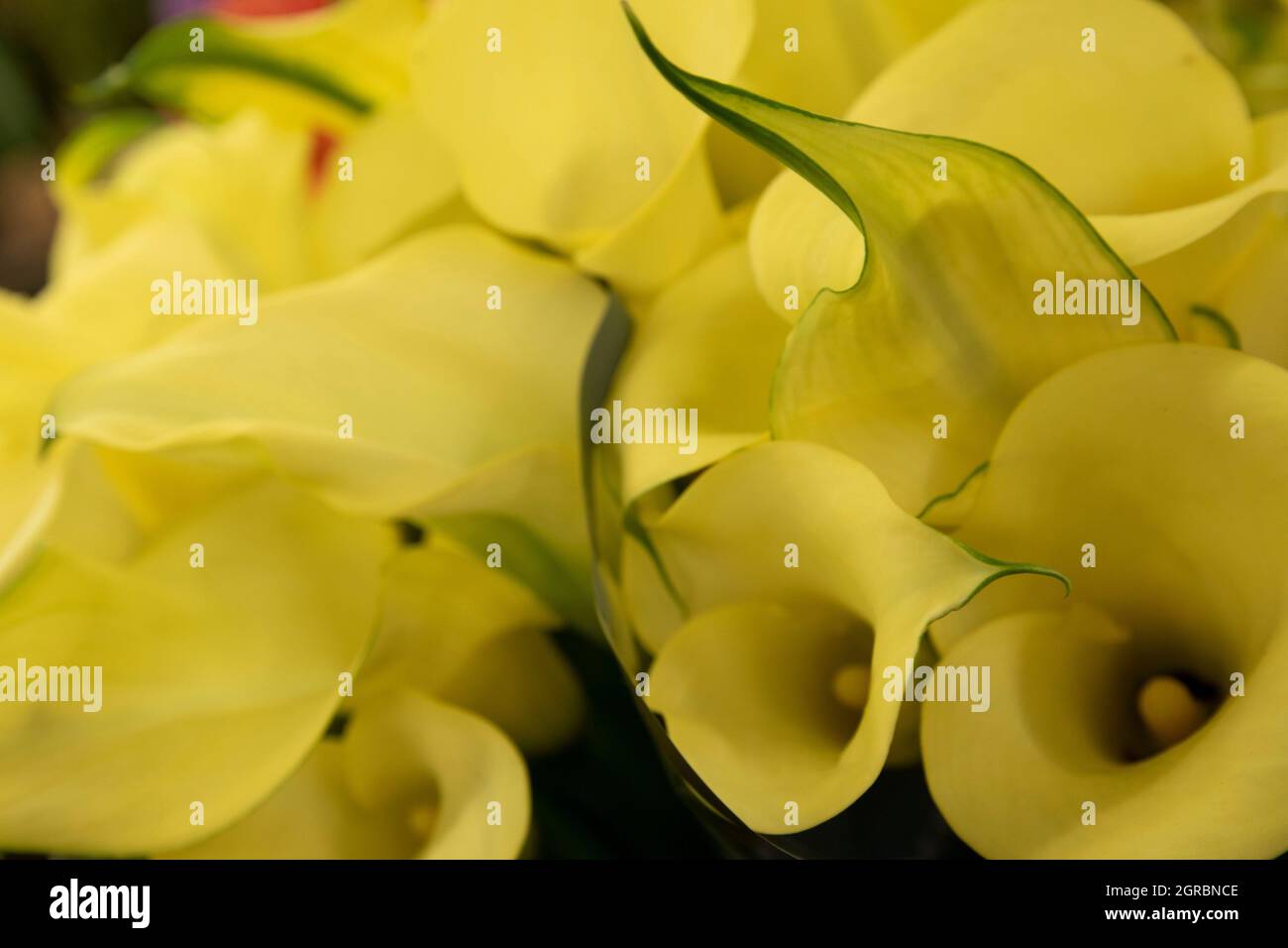 The Los Angeles Flower Market is a great place to go to buy flowers in