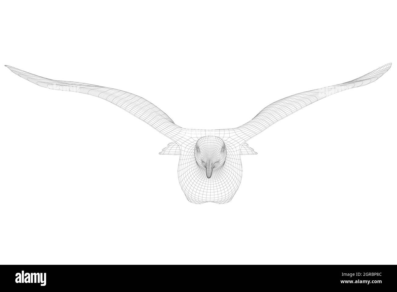 Flying bird wireframe isolated on white background. Front view. 3D