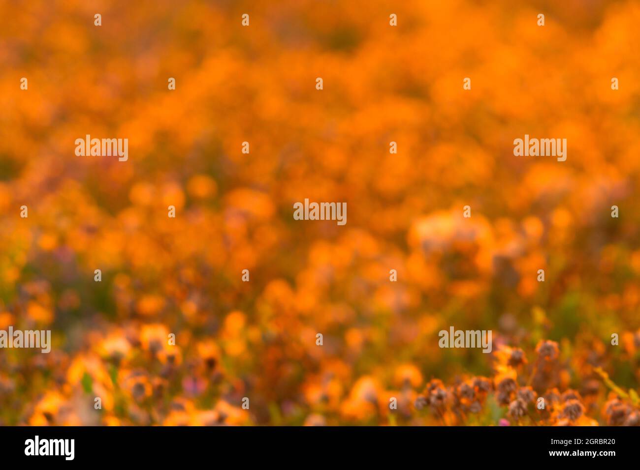 Plants in the meadow. Beautiful warm sunlight Stock Photo - Alamy