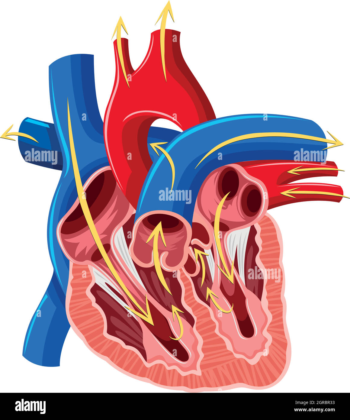 Diagram of inside of heart Stock Vector