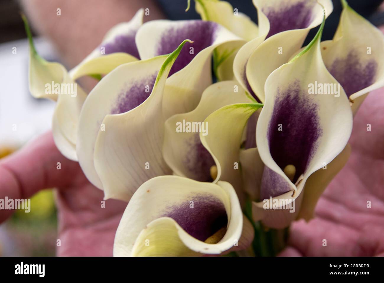 The Los Angeles Flower Market is a great place to go to buy flowers in Southern California Stock
